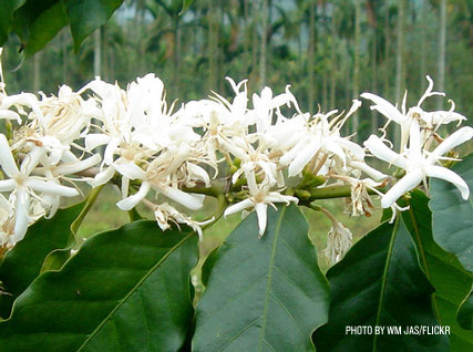 Coffee Plant Flowers