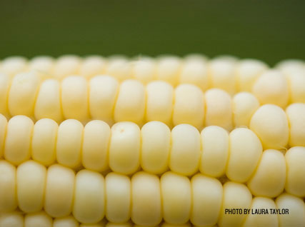 Thomas Keller's creamed summer corn