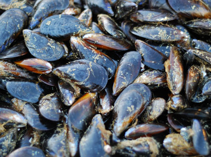 mussels